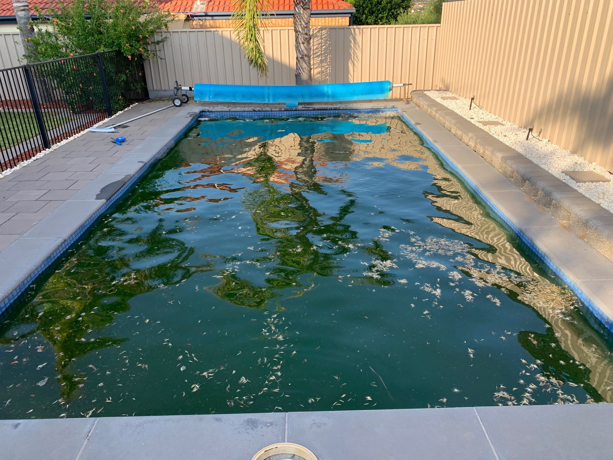 Green pool Recovery with chemicals 2a before